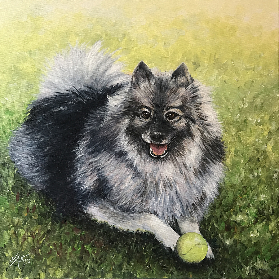 keeshond painting pet portrait